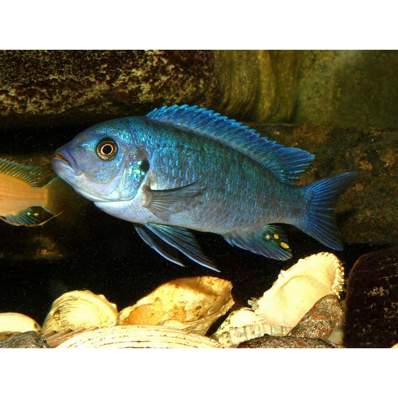 Pseudotropheus zebra blue + blue - imagine 4